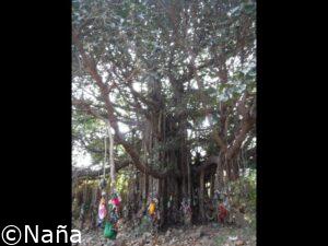 The sacred banyan tree